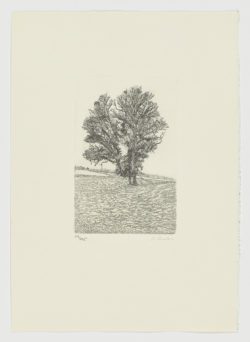 La voz del árbol, 1982, Daniel Quintero