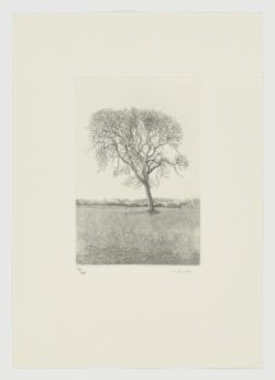 La voz del árbol, 1982, Daniel Quintero