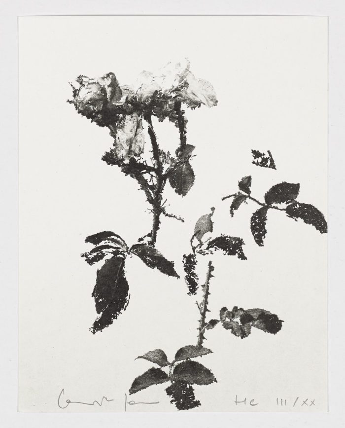 Hassa´s roses, 2018, Sylvain Couzinet-Jacques