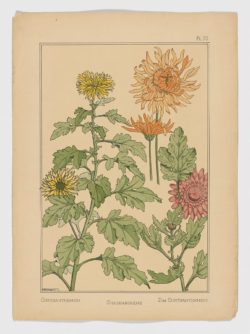 Chrysanthème Pl.70, 1896, Maurice Pillard