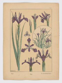 Iris Pl.1, 1896, Maurice Pillard Verneuil