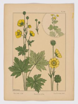 Bouton d'or Pl.64, 1896, Maurice Pillard Verneuil