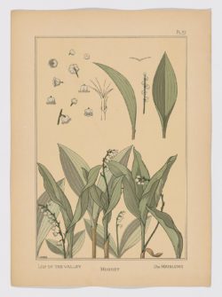 Muguet Pl.37, 1896, Hervegh, E.